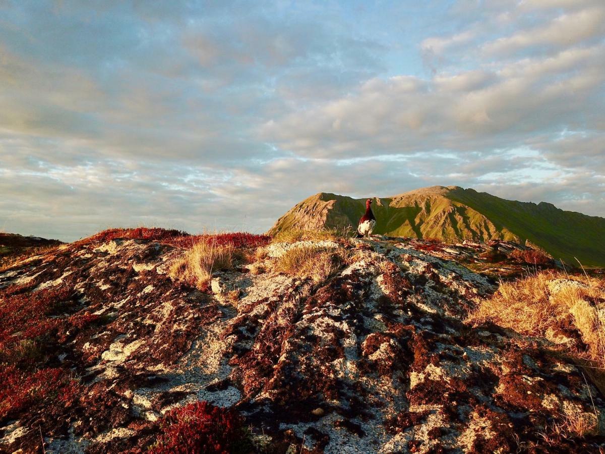 Lofoten Ocean View - Sandoy Gard Sand  Ngoại thất bức ảnh